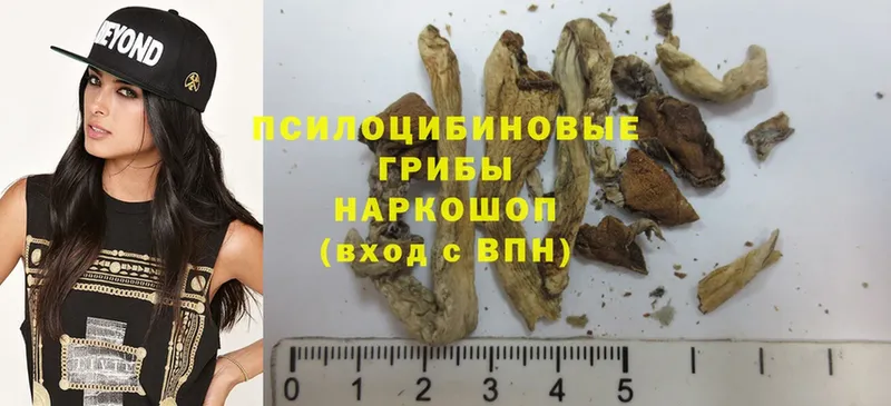 Псилоцибиновые грибы Psilocybine cubensis  Тюкалинск 